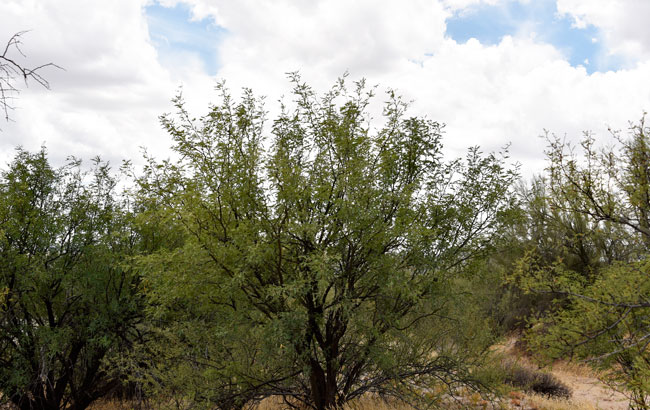 Prosopis juliflora, Mesquite Prosopis juliflora, Mesquite